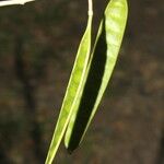 Albizia adinocephala Feuille