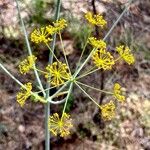 Thapsia foetida Fiore