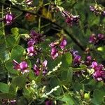 Lespedeza violacea Buveinė