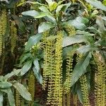 Macadamia tetraphylla Kukka