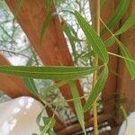 Searsia lancea Blatt