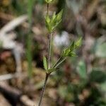 Arenaria leptoclados Leaf