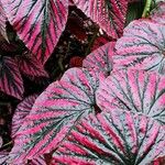 Begonia brevirimosa Habit