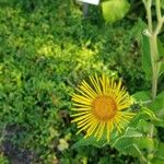 Inula helenium Virág