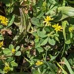 Trifolium dubium Кветка