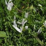Astragalus kazbeki Flor