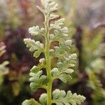 Asplenium adiantum-nigrum Leaf