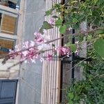 Syringa pubescensFlower