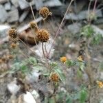 Viguiera dentata 整株植物