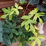 Philodendron pedatum 叶