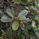 Sideroxylon borbonicum Yaprak