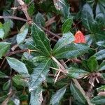 Berberis darwinii Blad