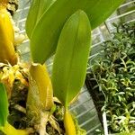 Bulbophyllum angustifolium ഇല