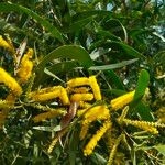Acacia auriculiformis फूल