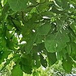 Quercus × rosacea Hoja