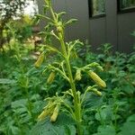 Phygelius aequalis Flower