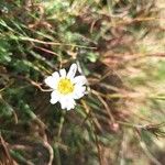 Leucanthemopsis alpinaЦветок