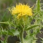Carthamus arborescens Otro