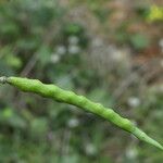 Brassica fruticulosa Fruto