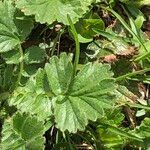 Geum montanumFolio