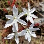 Leucocoryne ixioides Flor