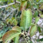 Ficus virens Leaf