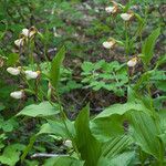 Cypripedium montanum Συνήθη χαρακτηριστικά