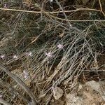 Dianthus austroiranicus Otro