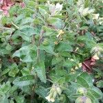 Nonea lutea Leaf