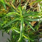 Nesocodon mauritianus 葉