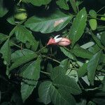 Paullinia pinnata Fruit