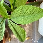 Sauromatum venosum Hoja
