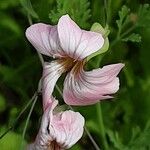 Gypsophila vaccaria Flower