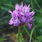 Neotinea tridentata Flower