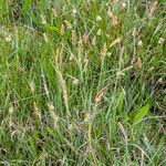 Carex panicea Агульны выгляд