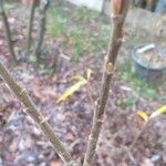 Salix schwerinii പുറംതൊലി