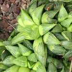 Haworthia magnifica Leaf