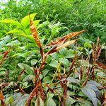 Lathyrus vernus Fruchs