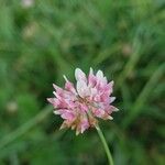 Trifolium hybridum Květ