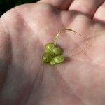 Lemna gibba Fruit