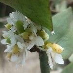 Calyptrochilum emarginatum Λουλούδι