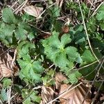Sanicula europaea Hoja