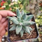 Pachyphytum compactumHostoa