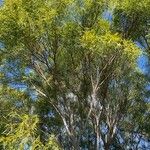 Acacia confusa Lehti