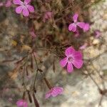 Saponaria glutinosa 花