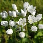 Allium neapolitanumFlors