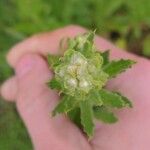 Pseudognaphalium californicum Flower