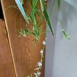 Chlorophytum comosum 其他