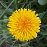 Taraxacum campylodesFlor