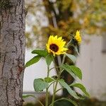 Helianthus petiolaris മറ്റ്